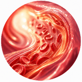 Heart, Circulation & Blood Sugar